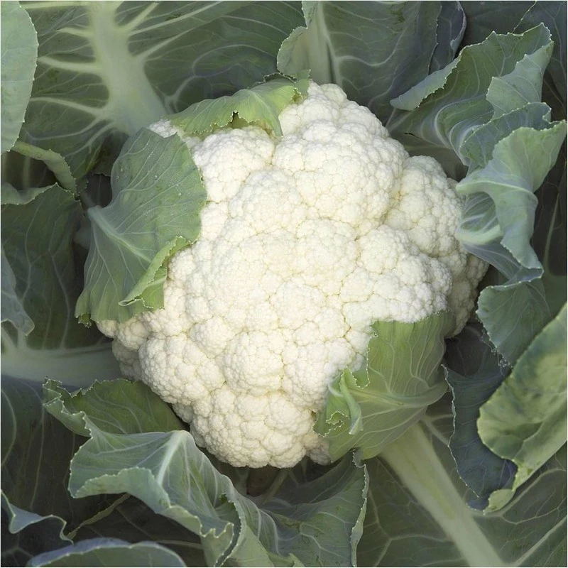 Опал / Opaal,55-60 дней фото 2