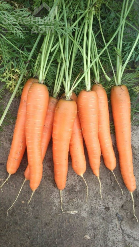 Престо F1 / Presto F1,70-75 днів фото 3