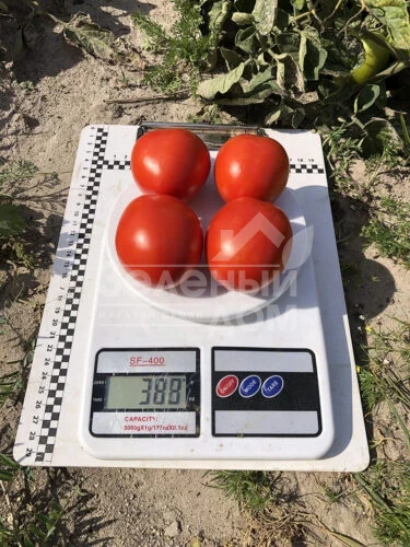 9969 F1 / 9969 F1, 105 дней фото 11