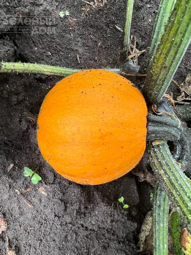 Апрентис F1 / Aprentis F1 фото 3