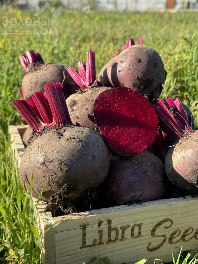 Руби Бой F1 / Ruby Boy F1, 100-105 дней фото 5