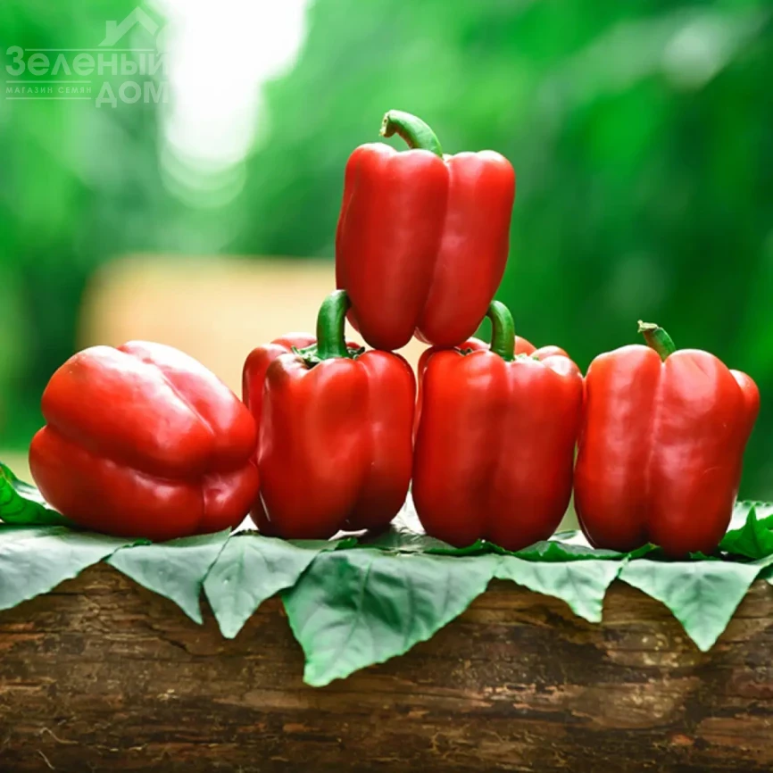 Матадор F1 / Matador F1, 75-80 дней фото 1