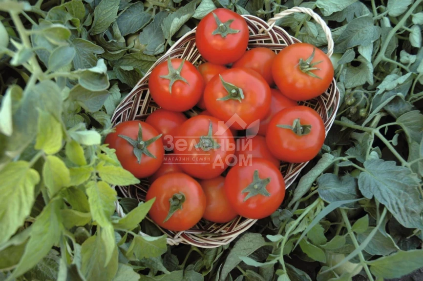 Топспорт F1 / Topsport F1,70-75 дней фото 1