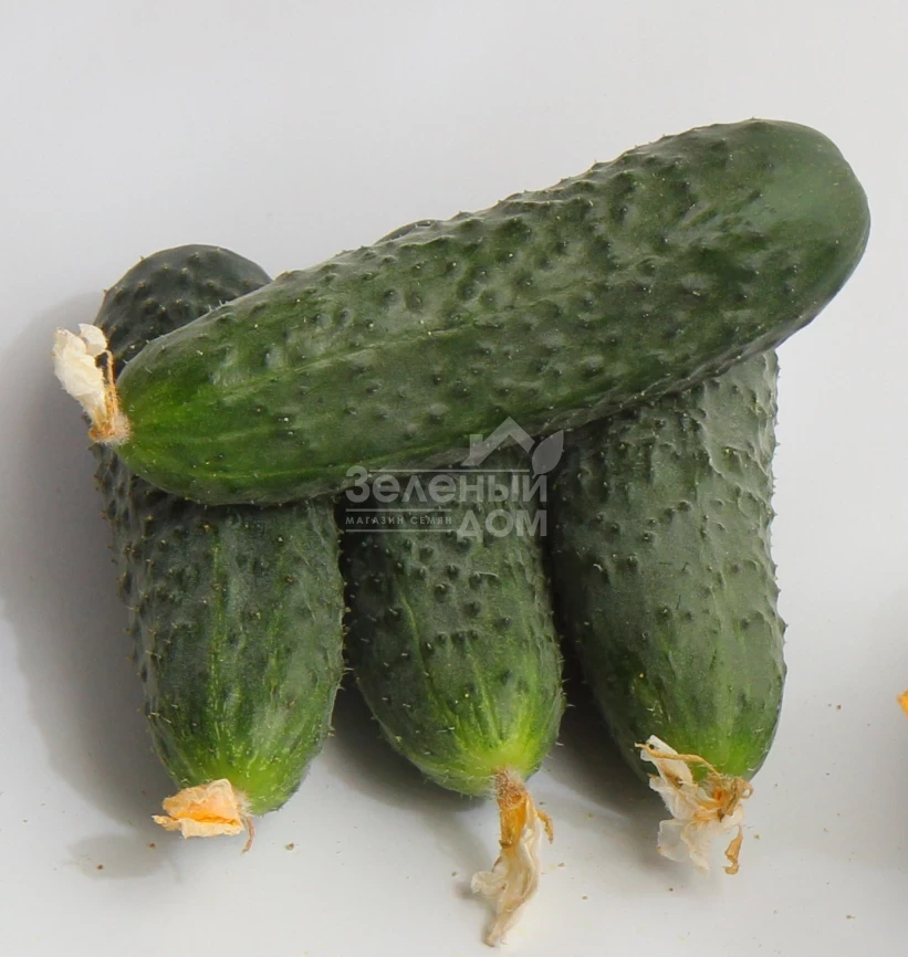 Джоккер F1 / Jokker F1,40-45 дней фото 1