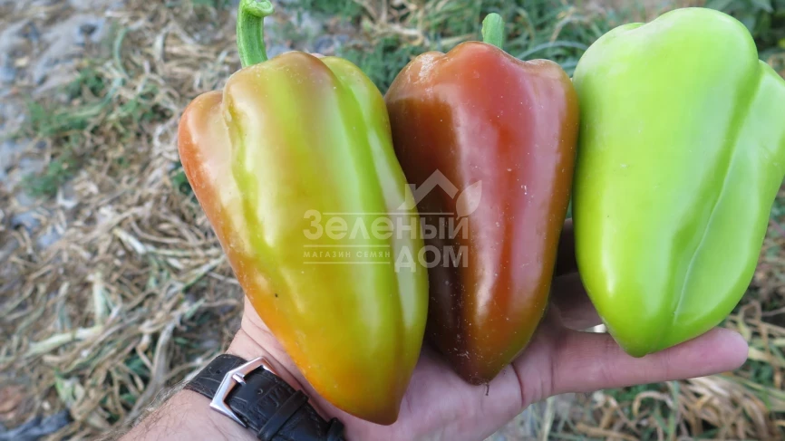 Сенатор F1 / Senator F1 фото 2