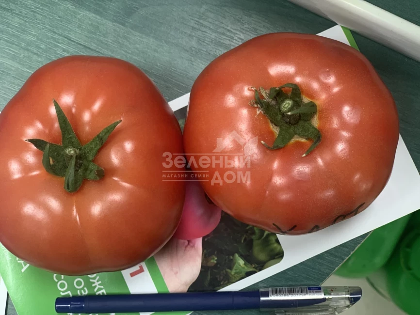 Хает F1 / Haet F1 фото 2