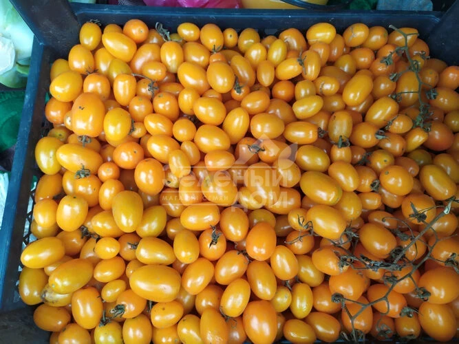 Миникин F1 / Minikin F1, 100 дней фото 2