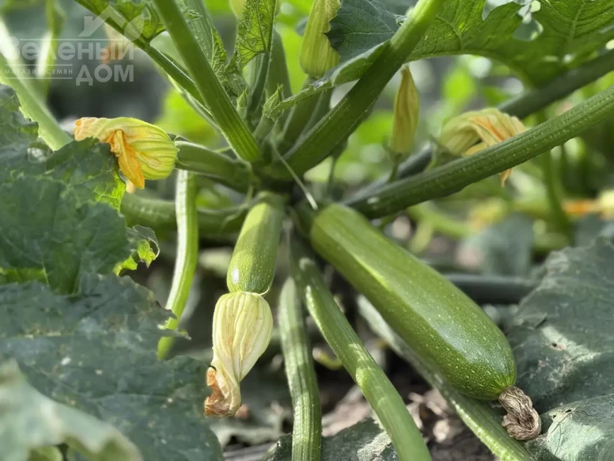 Фенси F1 / Fensy F1 фото 2