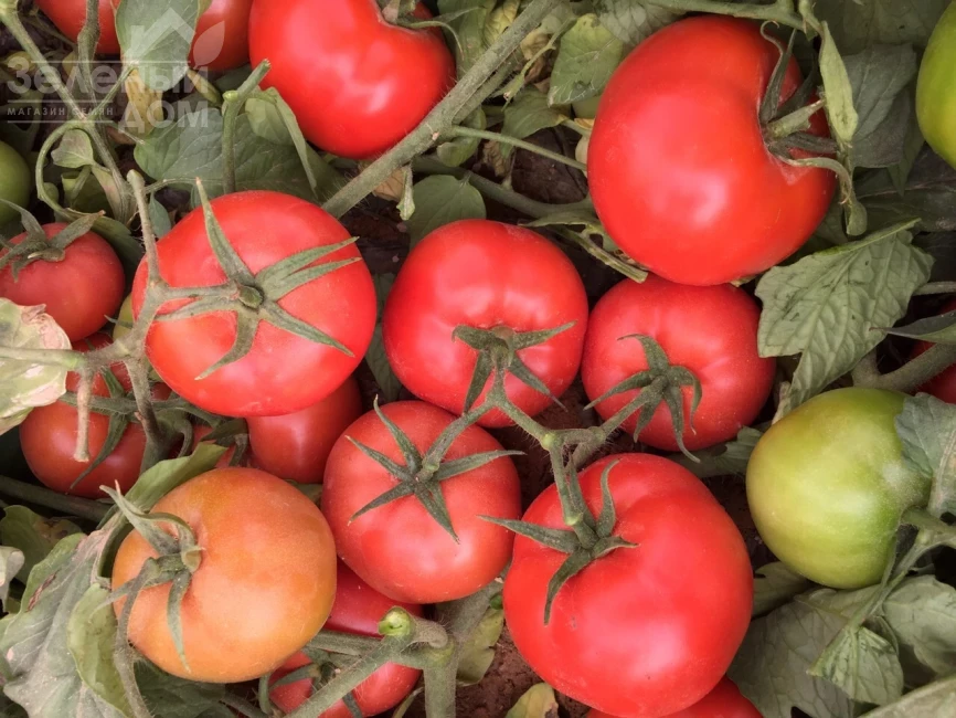 Саргас F1 / Sargas F1 фото 2