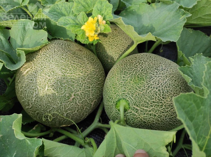 Сара F1 (INX 1231) F1 / SARA F1 (INX 1231) F1,48-50 дней фото 1