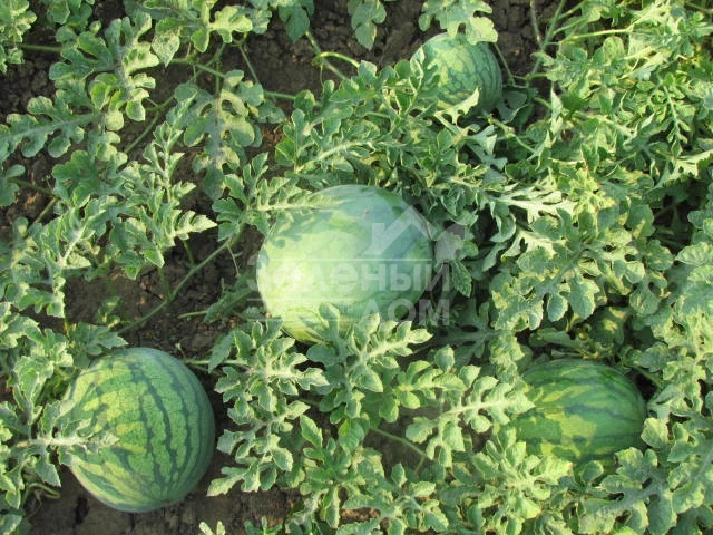 ЛС 1552 F1 / LS 1552 F1,70-75 дней фото 1