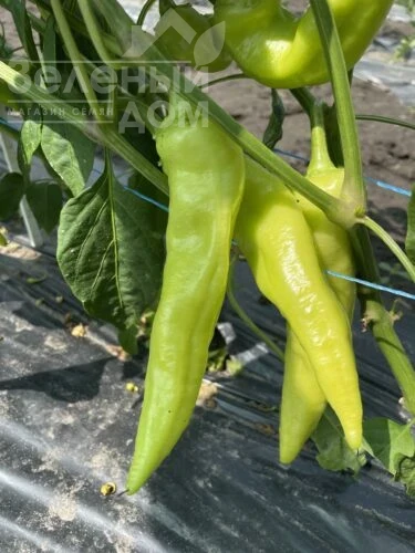 Горн F1 / Horn F1, 50-55 дней фото 2