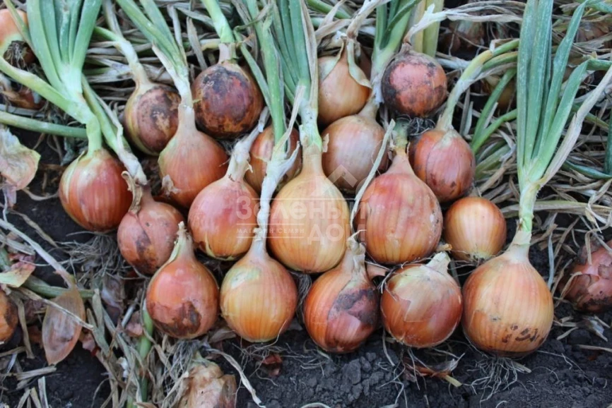 Ироко F1 / Iroko F1 фото 2