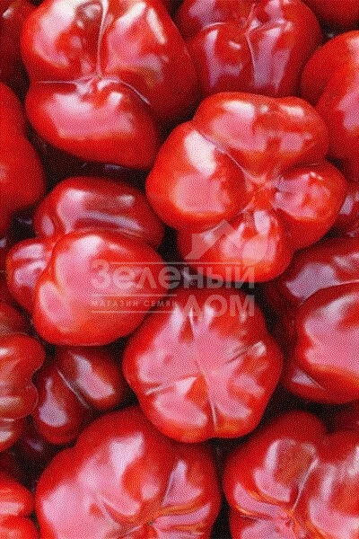 Бихар F1 / Bihar F1,70-75 дней фото 1