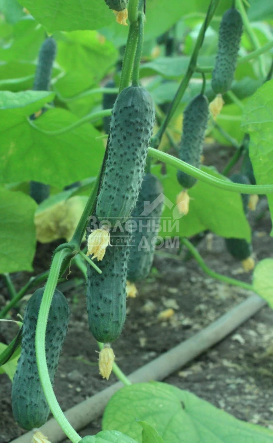 ТС 17-0311 F1 / TS 17-0311 F1 фото 2