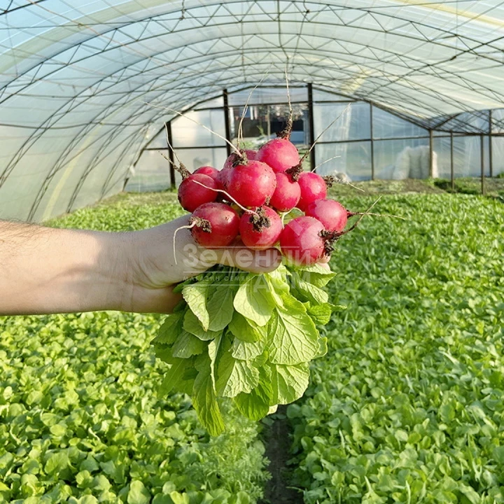  Тедди (KS 1297) F1 / Teddy (KS 1297) F1  фото 2