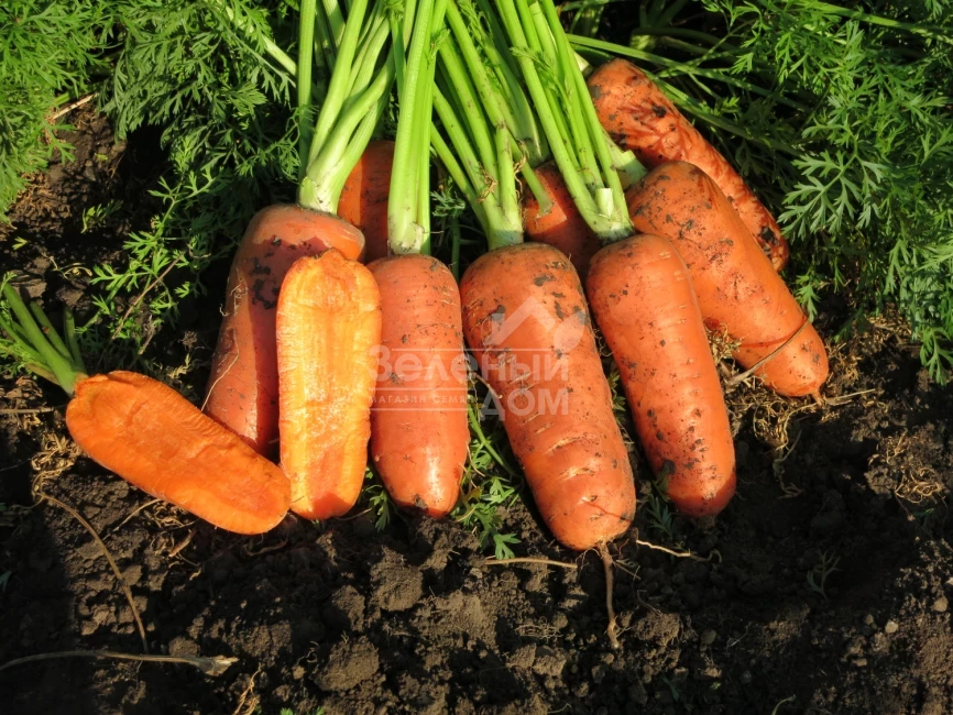 Абако F1 / Abaco F1,110 дней фото 7