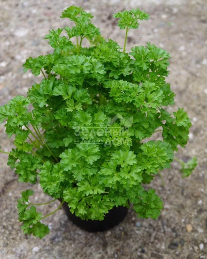 Вега / Vega,60-70 дней фото 1