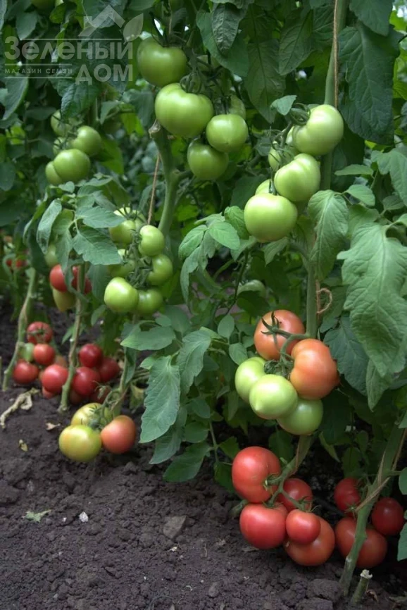 Санрайз F1 / Sunrise F1 фото 2