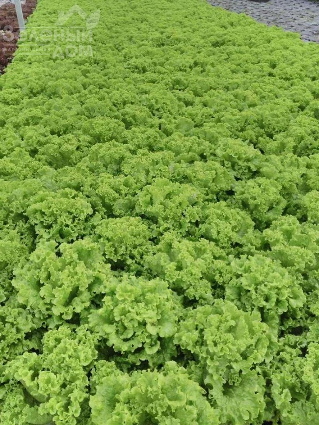 Эллин F1 / Ellin F1 фото 2