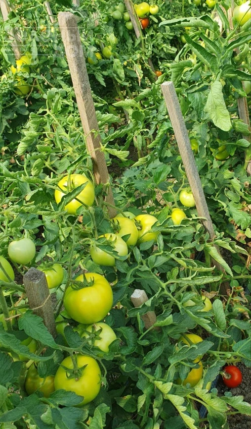 Климон F1 / Klimon F1, 67-72 дней фото 7