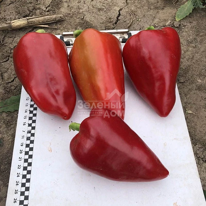 Кольт F1 / Kolt F1,50-55 дней  фото 1