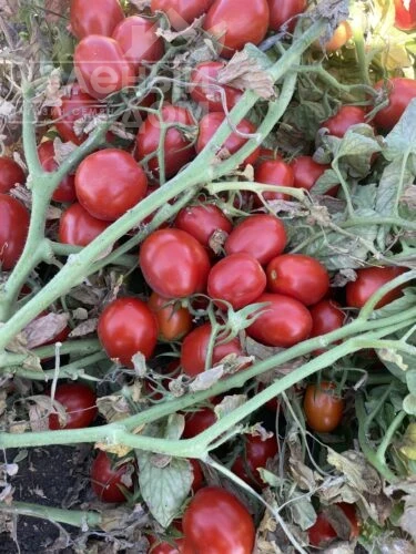 6107 F1 / 6107 F1 фото 4