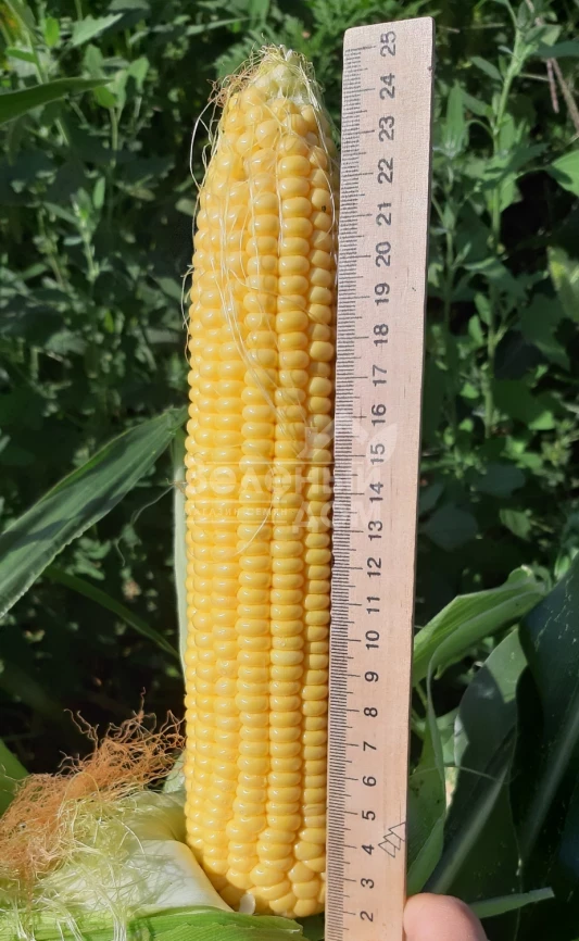 Сансвит F1 / Sansweet F1, 75-78 дней фото 1