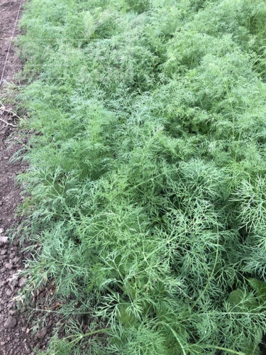 Брум / Brum фото 3