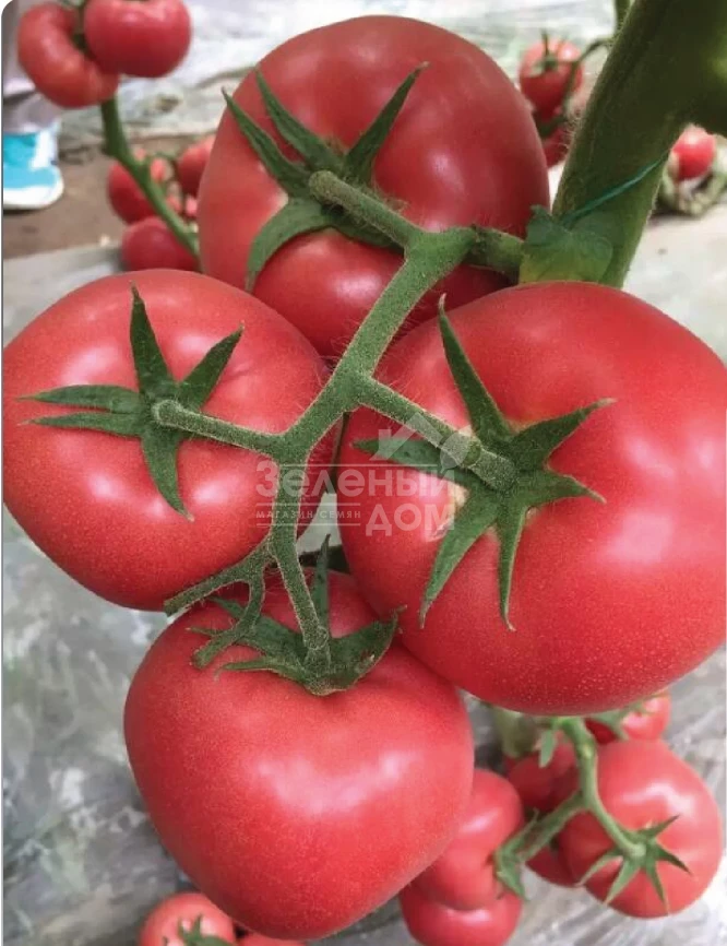 Ризотта F1 / Rizzota F1 фото 1