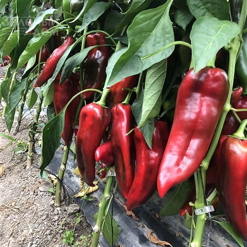 Лира F1 / Lira F1, 55 дней  фото 4