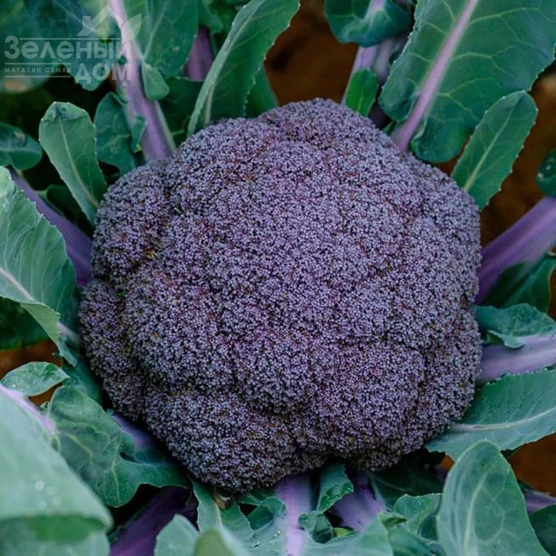 Пьорпл Меджик F1 / Purple Magic F1, 70-85 дней фото 2