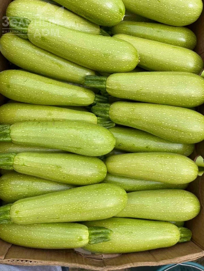 Инесса F1 / Inessa F1 фото 5