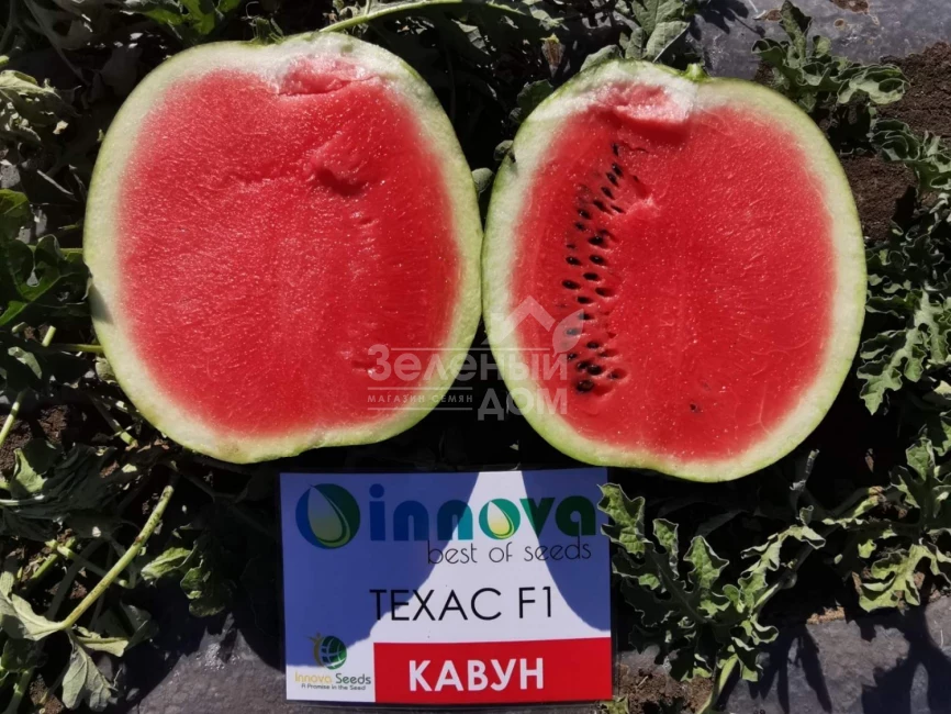 Техас F1 (INX 1724) / Tehas F1 (INX 1724),62-65 дней фото 2