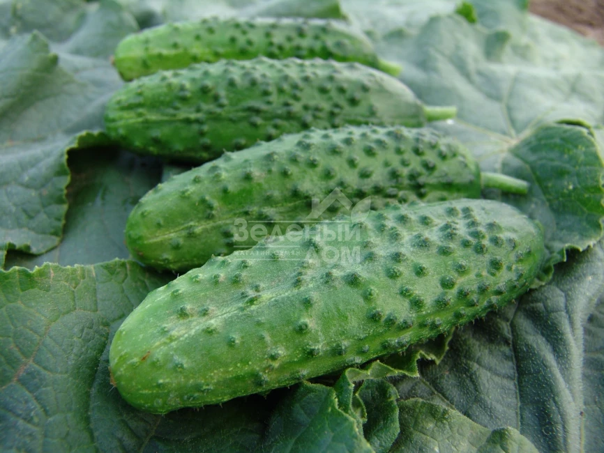 Корвета F1 / Korveta F1 фото 1