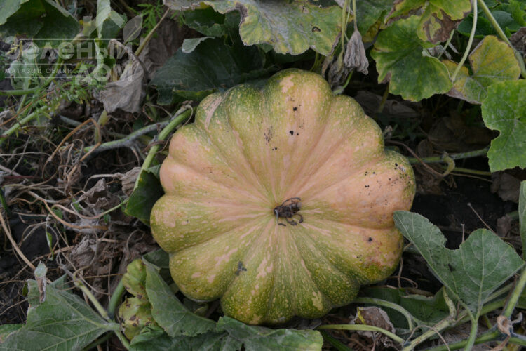 Вест / West фото 4