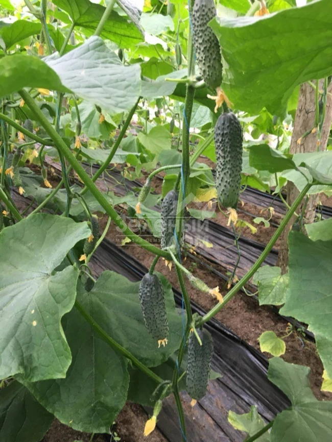 Ансгар F1 / Ansgar F1, 32-35 дней фото 4