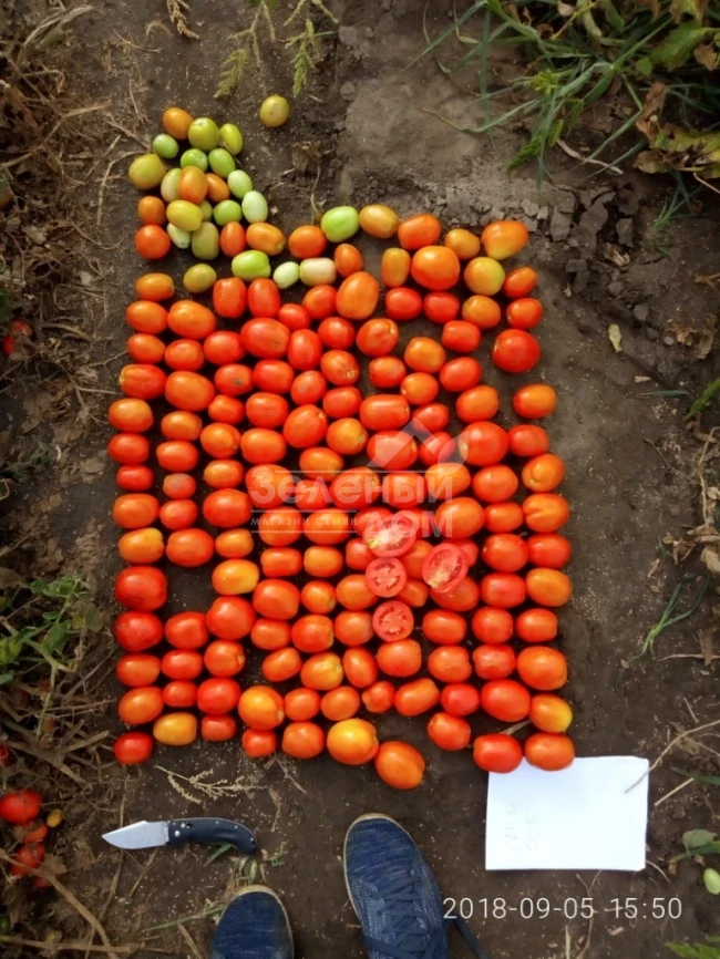 Салерно F1 / Salerno F1, 110-115 дней фото 3