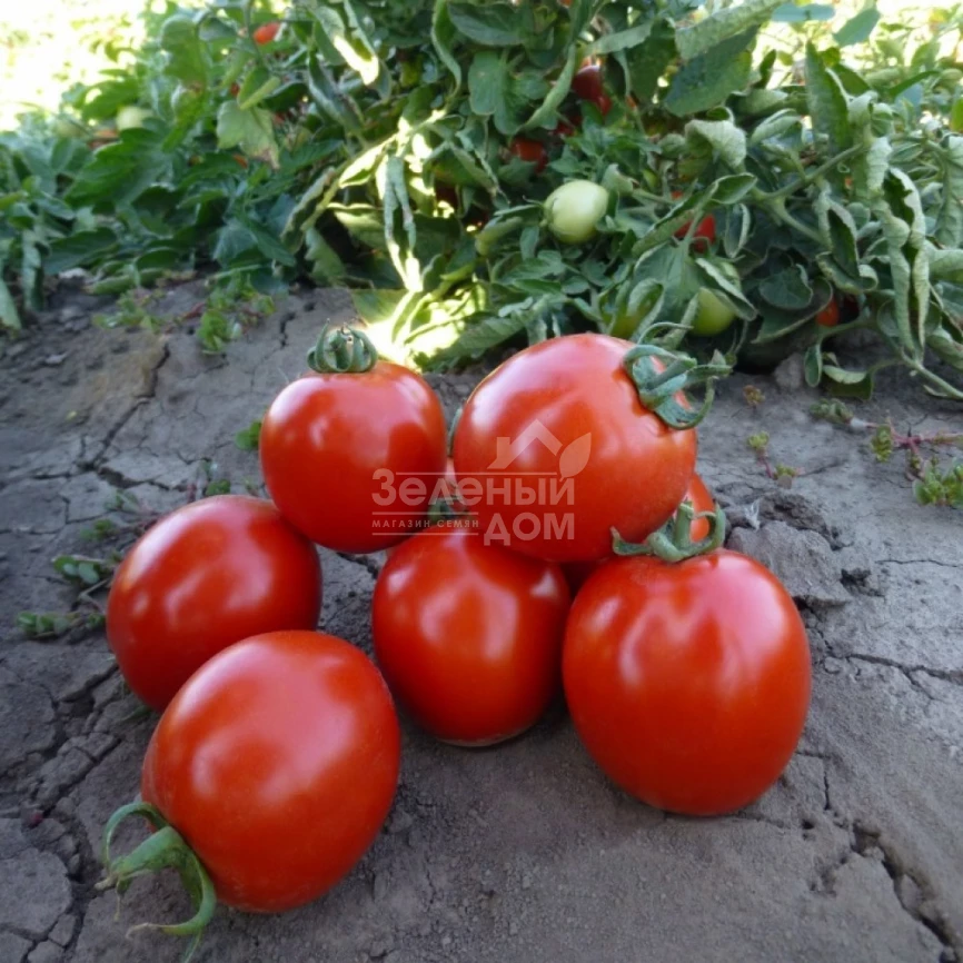 Асвон F1 / Asvon F1,95-100 дней фото 2