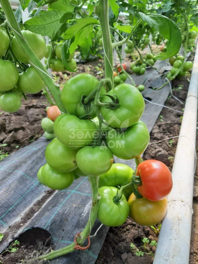 Сим-Сим (ЕЗ 777) F1 / Sim-Sim (EZ 777) F1, 60-65 дней фото 5