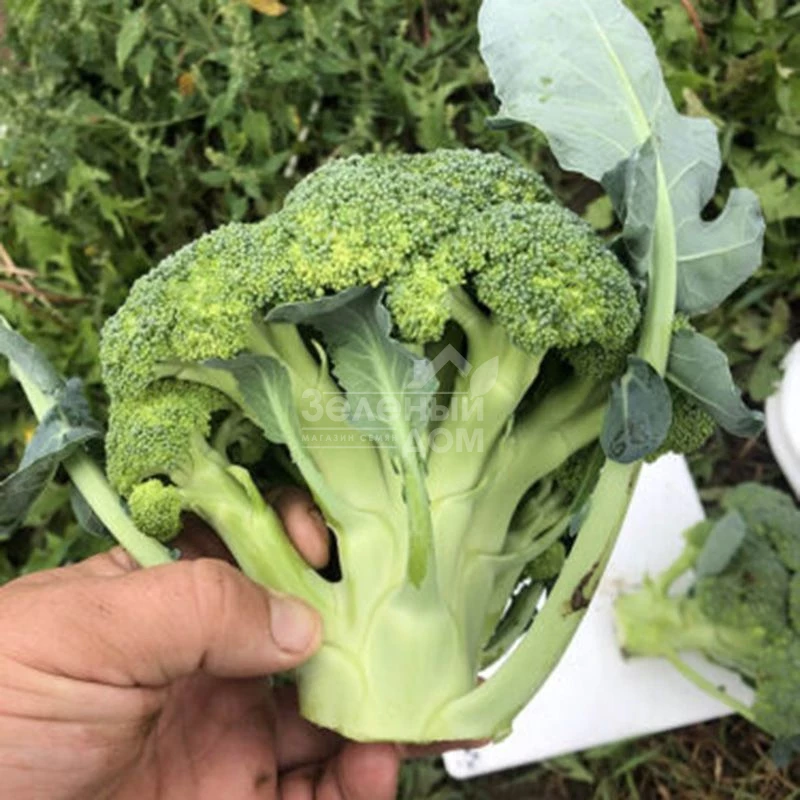 Легаси F1 / Legasi F1, 55 дней фото 1