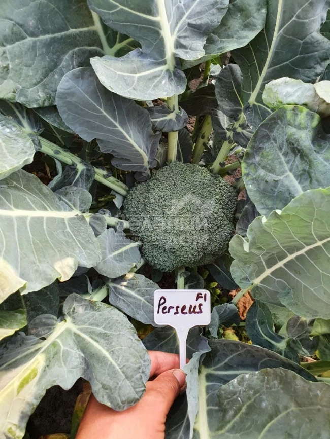 Персеус F1 / Perseus F1, 70-80 дней фото 2