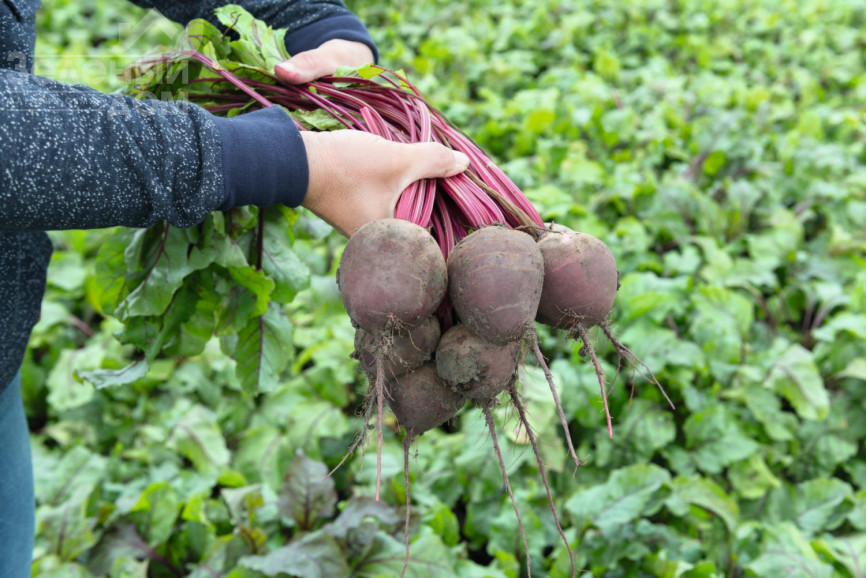 Водан F1 / Wodan F1,85-90 днів фото 1