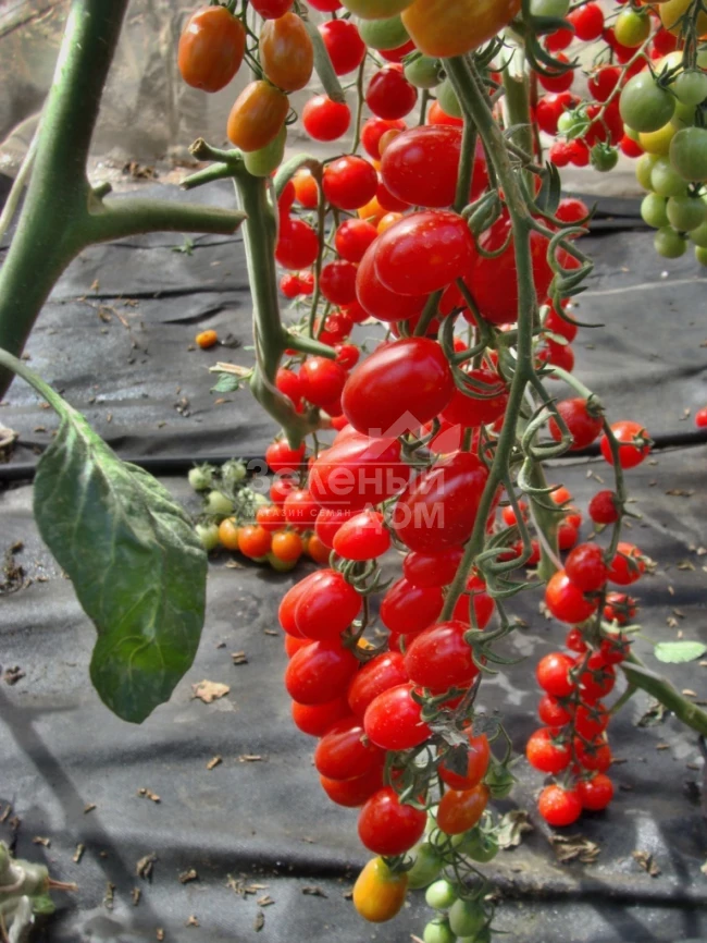 Мандат F1 / Mandat F1 фото 1