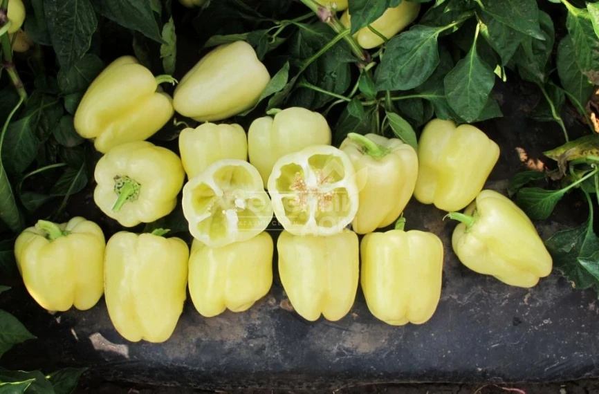 Бланчина F1 / Blancina F1 фото 1