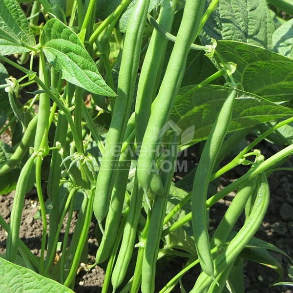 Крокет / Kroket фото 1