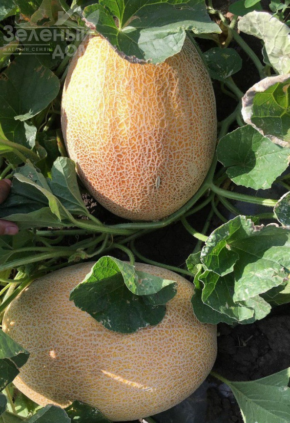 Мілан F1 / Milan F1,67-70 днів фото 1