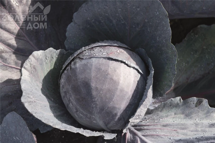 Омеро F1 / Omero F1 фото 1