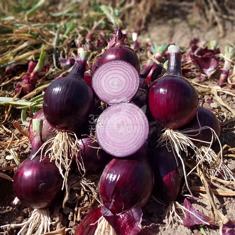 Дарко F1 / Darko F1,110-115 дней фото 1