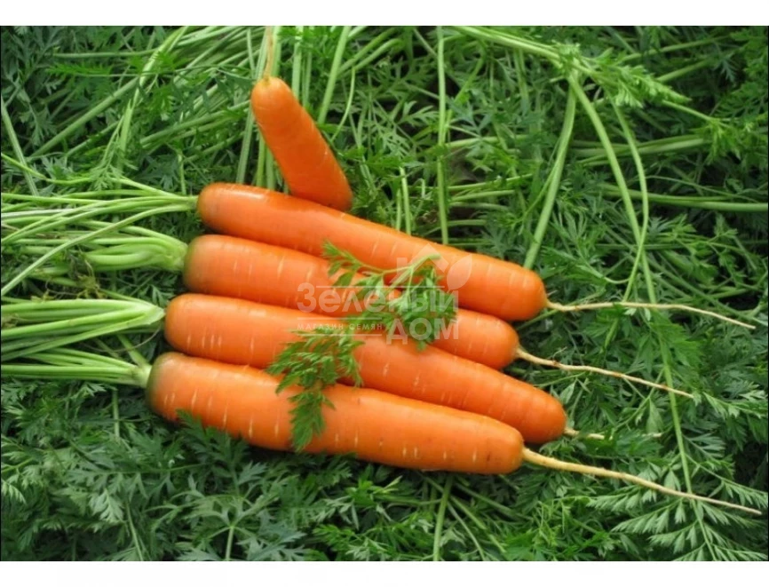 Рубина / Rubina ,100-110 дней фото 1